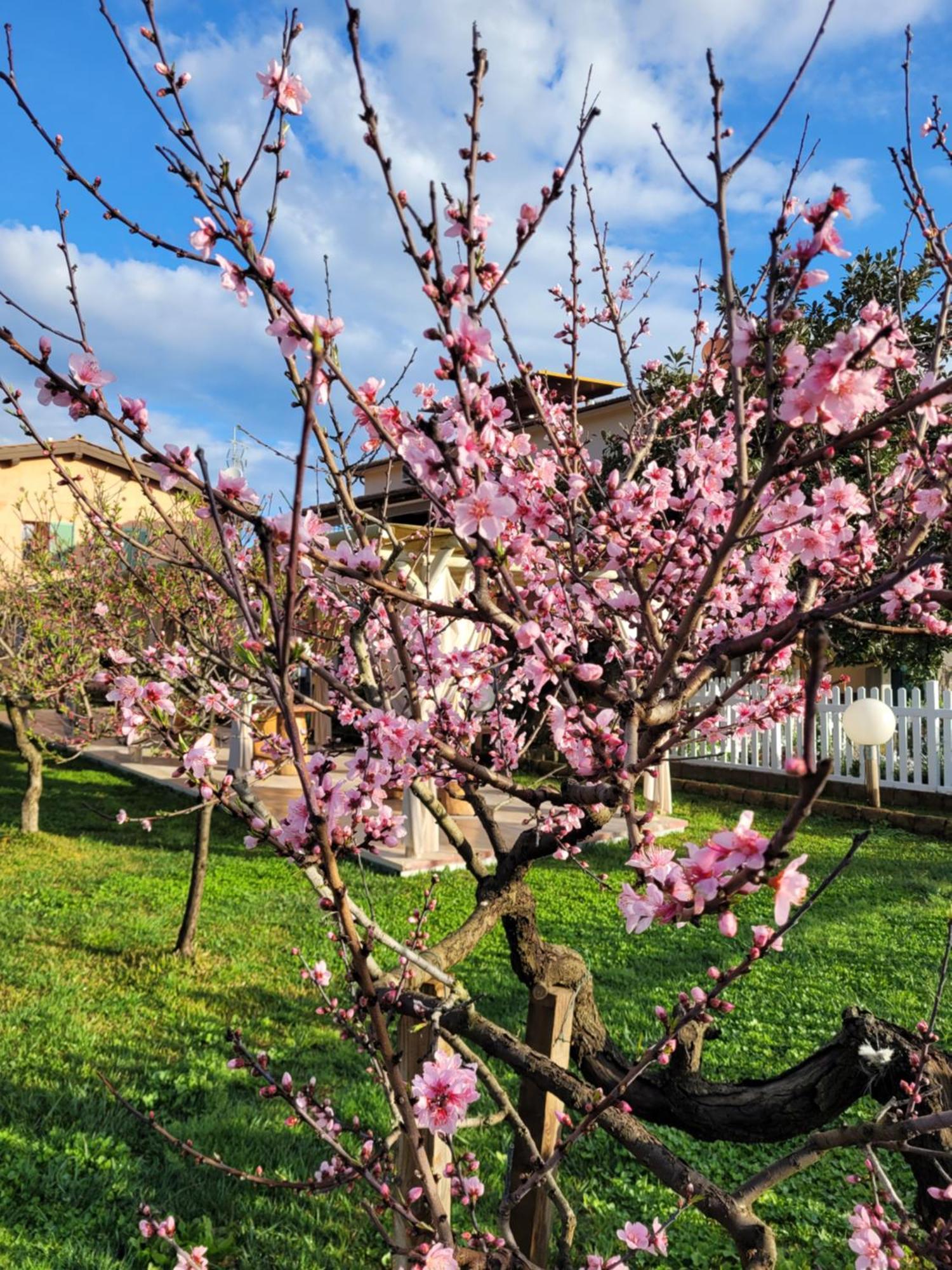 Montefabbrello